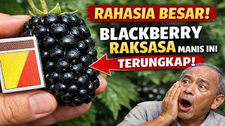 Secret Revealed A Giant Blackberry As Big As A Matchbox U0026 Sweet As Honey pro Method
