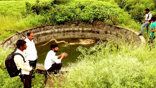 1200 किलोमीटर दूर पहली बार महाराष्ट्र के कुएं में, खतरनाक रसल वाइपर का कैसे किया गया रेस्क्यू 😳🐍😱 screenshot 1