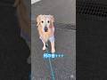 野球のバッティングの音が気になる犬【goldenretriver】#shorts #dog #goldenretriever #犬#ゴールデンレトリバー