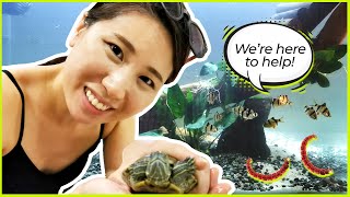 BLOODWORMS IN AQUARIUM | TURTLE LIFE PART 2 | Sandra Faustina