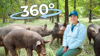 360° Pastured Pig Adventure | UpClose Tour!