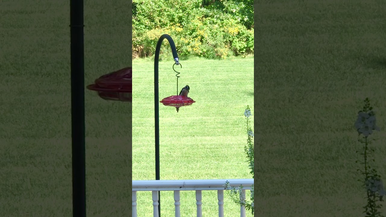 Downy Woodpecker on Hummingbird Feeder YouTube