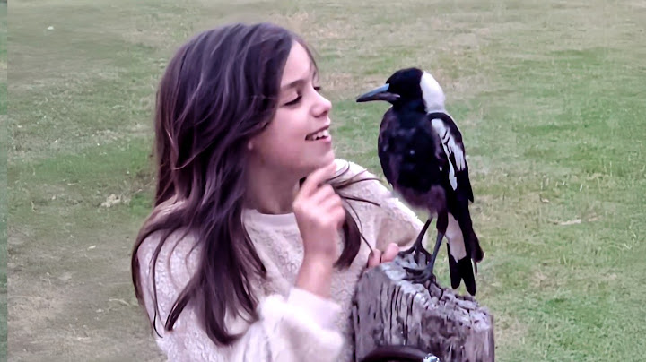 Wild magpie becomes 9-year-old girl’s best friend – a must-see!