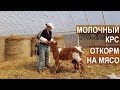 Фермер Андрей Коломиец. Об откорме молочного крс на мясо