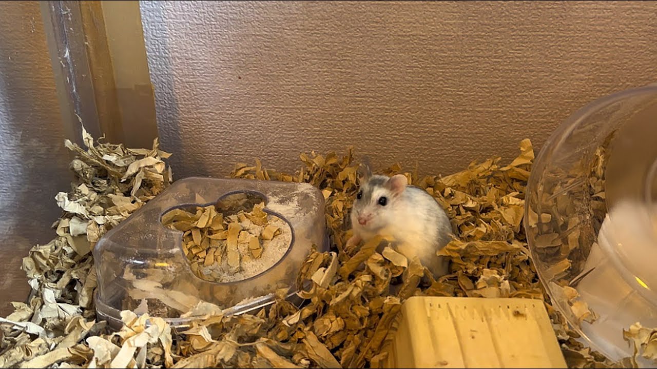 Photo inspiration: Fresh Look at ハムスター 新居の安全を確認するパールドワーフハムスター 4K Pearl Dwarf Hamster Checking The