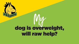 My dog is overweight, will raw help?