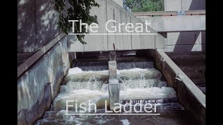Fish Ladder Park