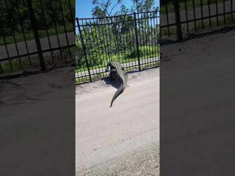 Giant Alligator Bends Metal Fence