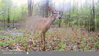 CITWC Nature Park Trail Cam Videos #92 04-2024 Deer Goose Possom