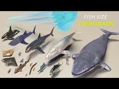 Video: SEA LIFE канчалык булганууну өлтүрөт?