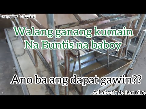 Pinaka mabilis na paraan para bumalik ang gana ng Baboy na nawalan ng gana kumain..