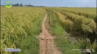 status wa || pok amai amai