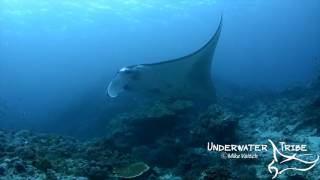 Manta Rays at a Cleaning Station 10