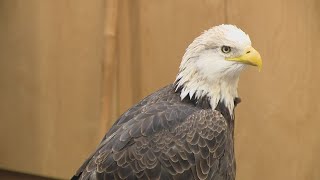 What's keeping the eagles away from Alton? Do Eagles Migrate For The Winter