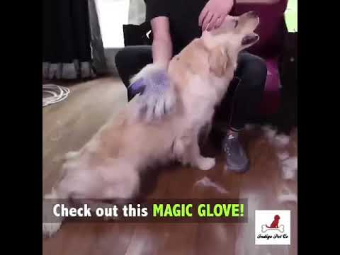 indigo petco glove