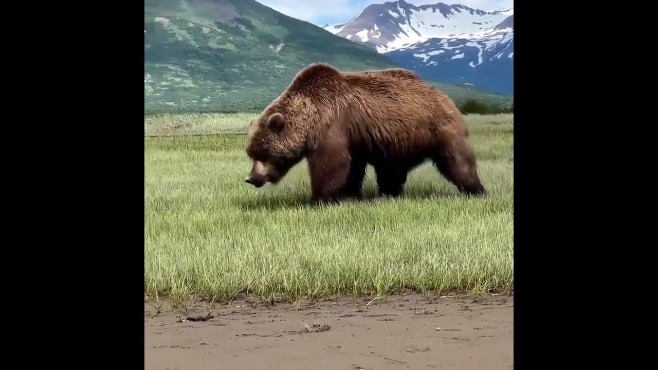 Giant male Kodiak Bear shorts YouTube