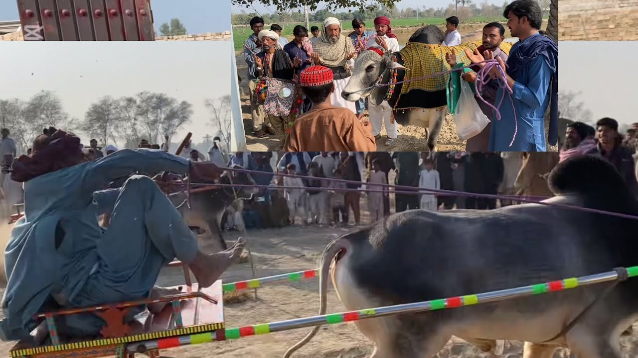 New beli rase Ada khan ghra mundka 7 February میلہ ملک ملک خلیل بیرنہ