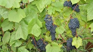 Оригинальный способ укрытия винограда