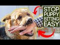 STOP PUPPY BITING IN SECONDS