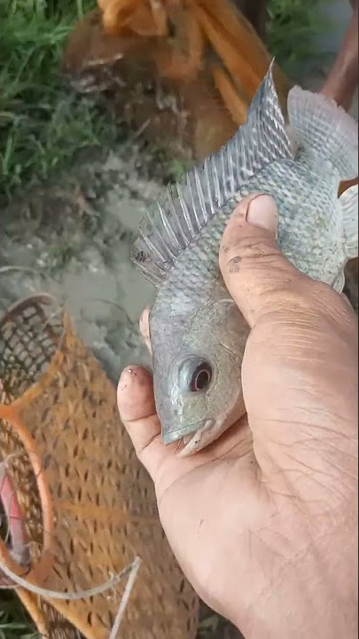 bedanya ikan nila dan mujair, ekornya merah