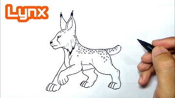 How to draw a lynx step by step