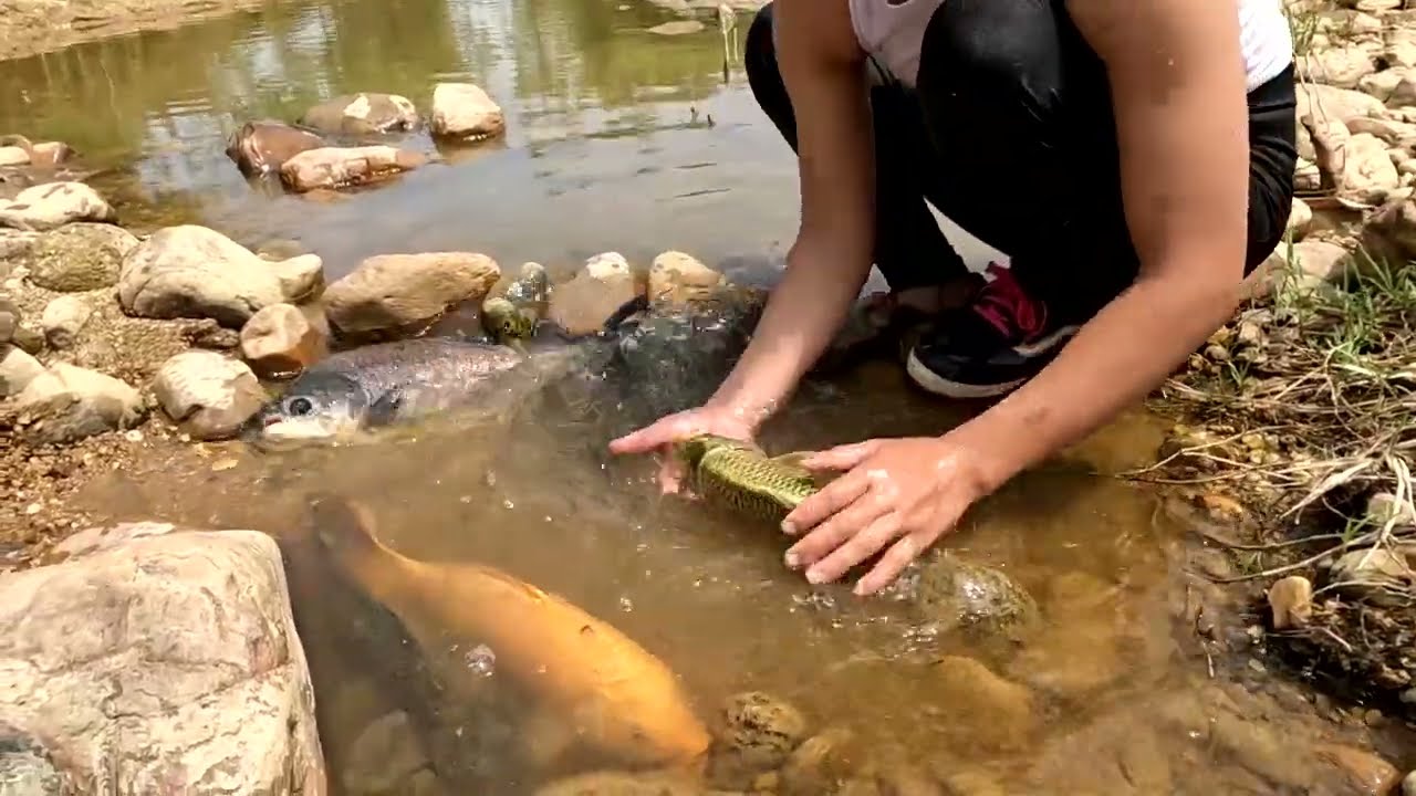 Rescue puppy|| The beautiful girl is lucky to meet the goldfish - Linh Fishing