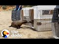 Baby Sea Lion Scared To Go Back To The Ocean Gets A Little Help From Her Best Friend | The Dodo