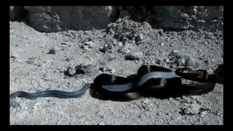 Indigo Snake Eats Python 02 - Snake Cannibalism