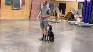 Super Sweet Kind Gentle Doberman "Zula" 7 MO Early Protection Training &amp; Development Session