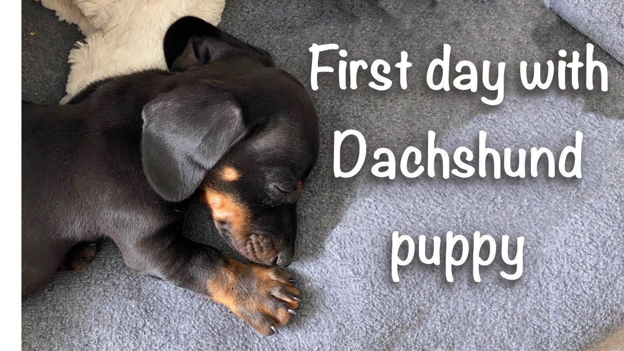 Dachshund puppy meeting some new friends YouTube