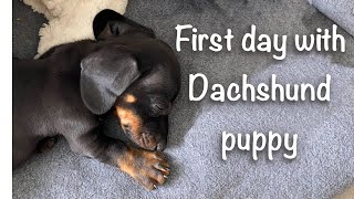 Dachshund puppy meeting some new friends