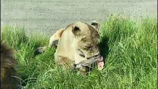 Hungry lions munching