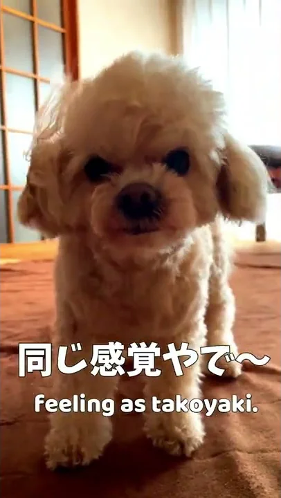 犬系男子 関西弁 犬系男子 関西弁