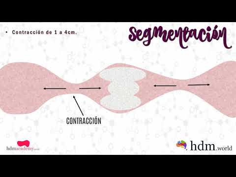 Video: ¿Se produce segmentación en el intestino delgado?