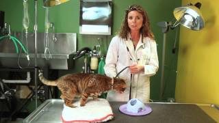 How to Keep an Aggressive Cat Away From a Passive Cat : Cat Behavior & Health