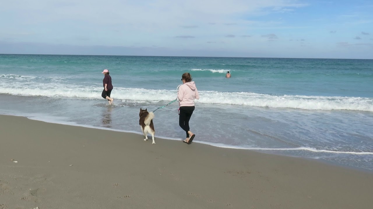 Dog Friendly Juno Beach, Florida and Jupiter Beach, Florida YouTube