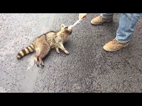 Neighbors rescue a Raccoon sentenced to death by hanging