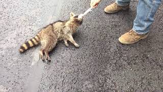 Neighbors rescue a Raccoon sentenced to death by hanging #Raccoonrescue