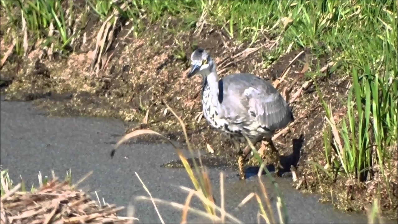 Herons and Egrets catching fishes / Reigers die vissen vangen (Ardea Cinera, Ardea Alba)