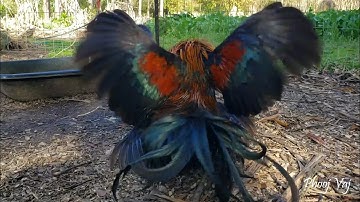 Making Eggs - Bantam Phoenix Qaib Dib Tw Ntev