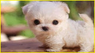 Cutest Puppy Breeds Part 3