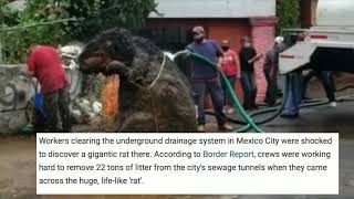 GIANT RAT FOUND IN MEXICO CITY