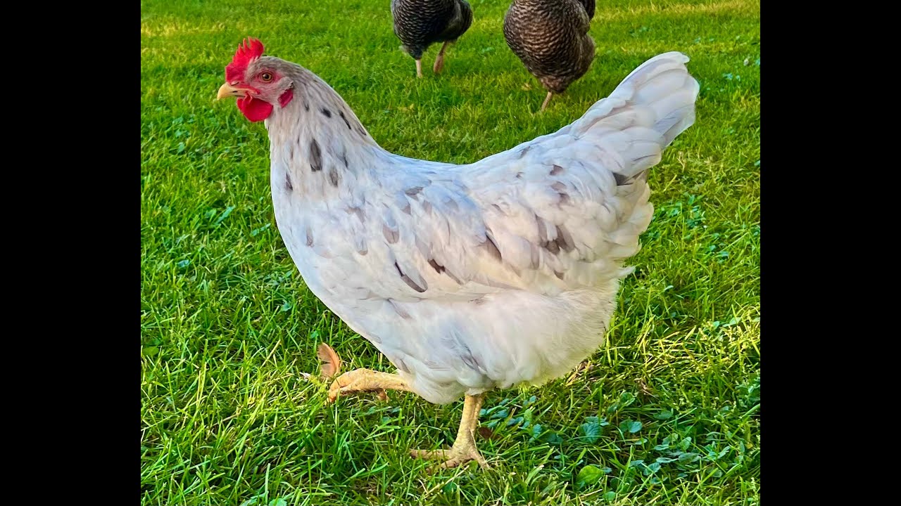 4 Month Update Sapphire Splash Chickens YouTube