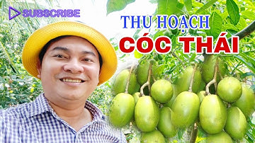 Cây Cóc Thái Sum Sê Vào Mùa Có Trái | Video 4K