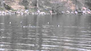 Spring Duck Diving