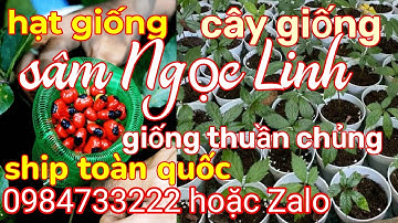 Cây giống sâm Ngọc Linh - Hạt giống sâm Ngọc Linh