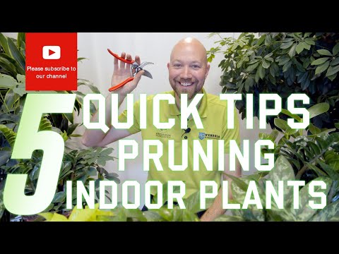 Video: Bør du beskjære potteplanter – tips for trimming av innendørs planter