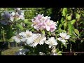 A Tour Around Our Outdoor Plants Area