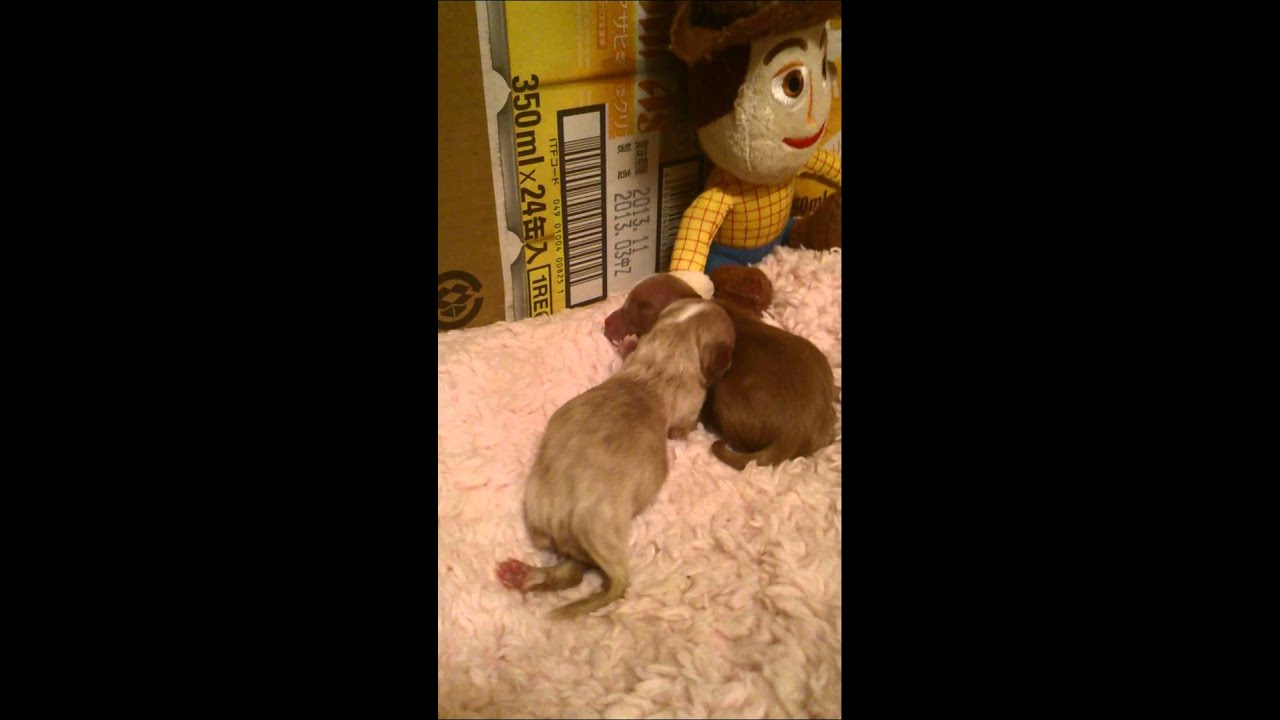チワワ トイプードル チワプー子犬生まれたて Youtube