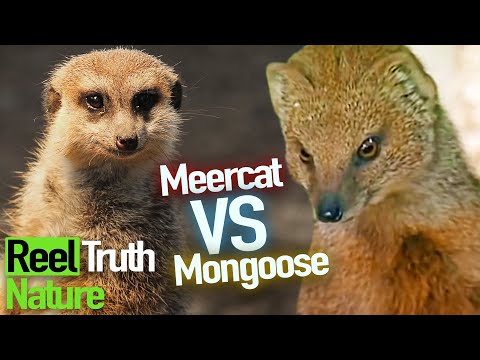 Mongoose Meet Meercats for the First Time | Animal Park | Zoo Documentary | Reel Truth Nature